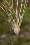 Ware's hairsedge